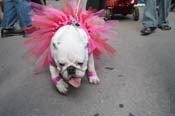 Mystic-Krewe-of-Barkus-2012-0110