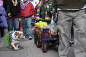 Mystic-Krewe-of-Barkus-2012-0111
