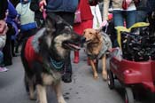 Mystic-Krewe-of-Barkus-2012-0114
