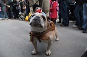 Mystic-Krewe-of-Barkus-2012-0175