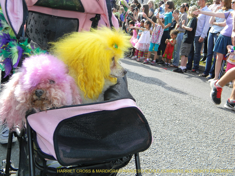 Mystic-Krewe-of-Barkus-HC-2013-1031