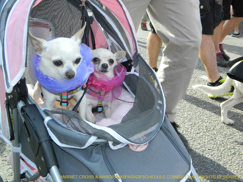Mystic-Krewe-of-Barkus-HC-2013-1032