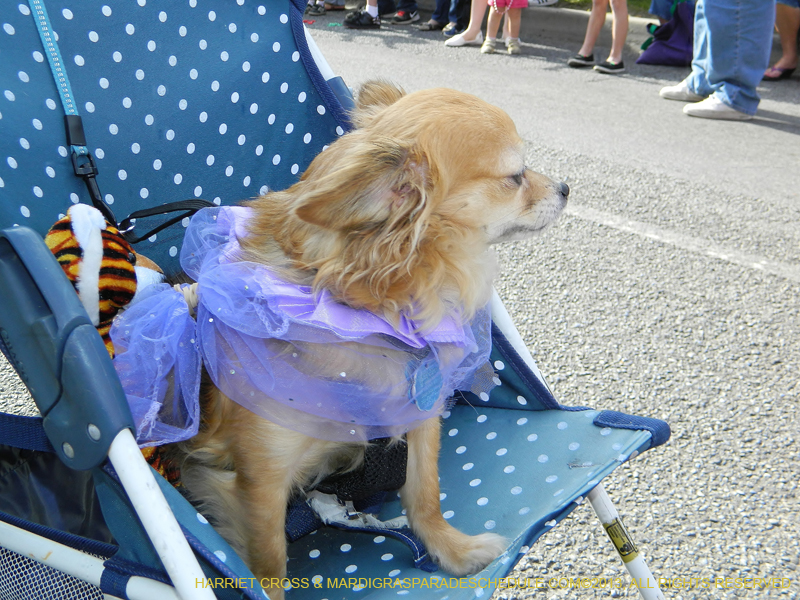 Mystic-Krewe-of-Barkus-HC-2013-1033