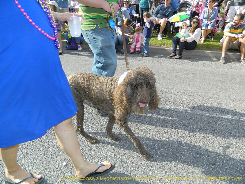 Mystic-Krewe-of-Barkus-HC-2013-1036