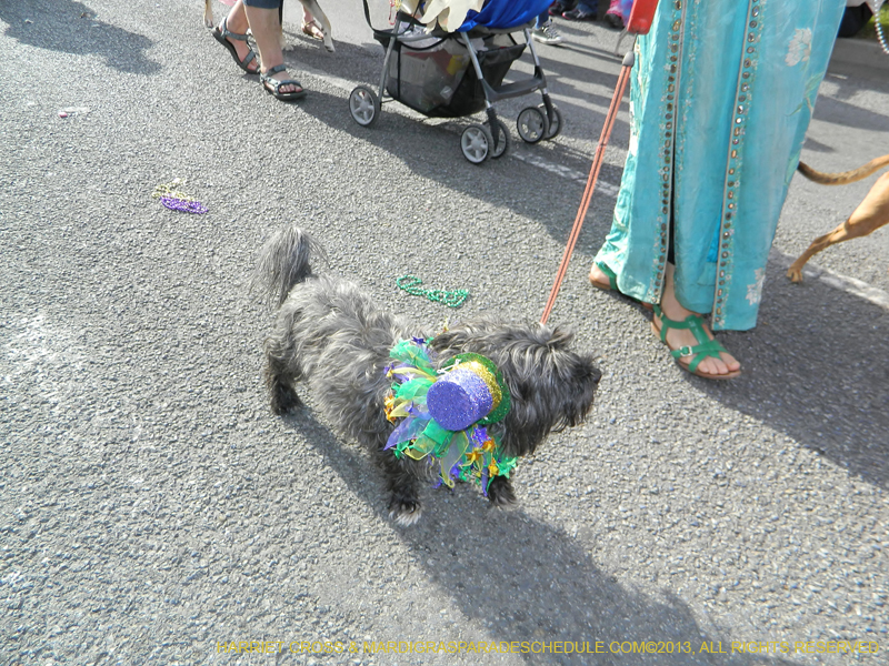 Mystic-Krewe-of-Barkus-HC-2013-1043