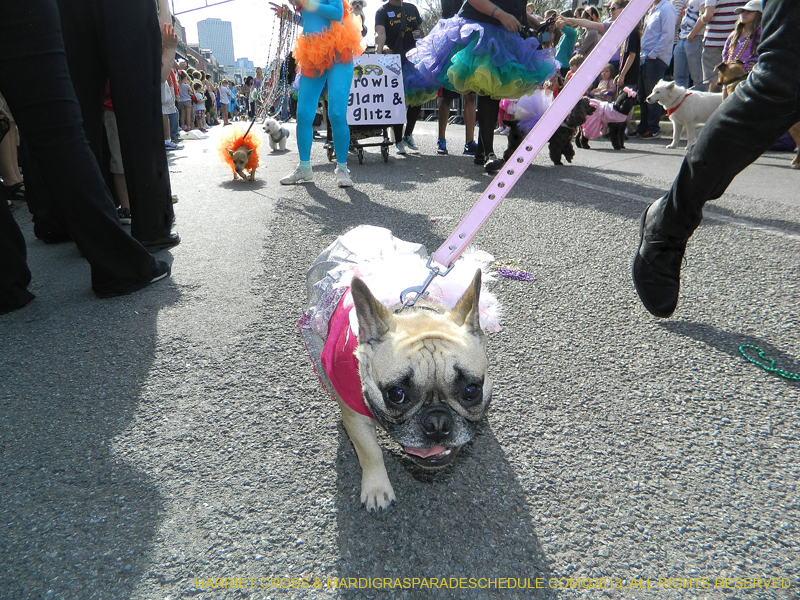 Mystic-Krewe-of-Barkus-HC-2013-1045