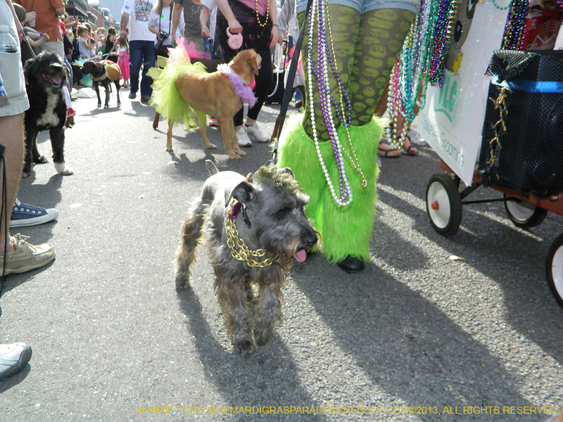 Mystic-Krewe-of-Barkus-HC-2013-1055