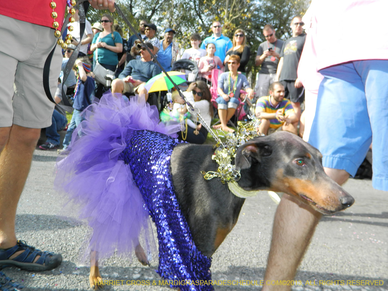 Mystic-Krewe-of-Barkus-HC-2013-1056