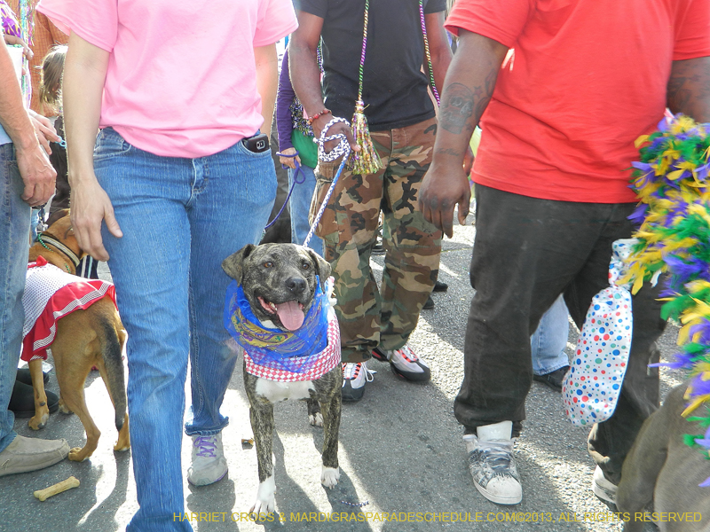 Mystic-Krewe-of-Barkus-HC-2013-1083