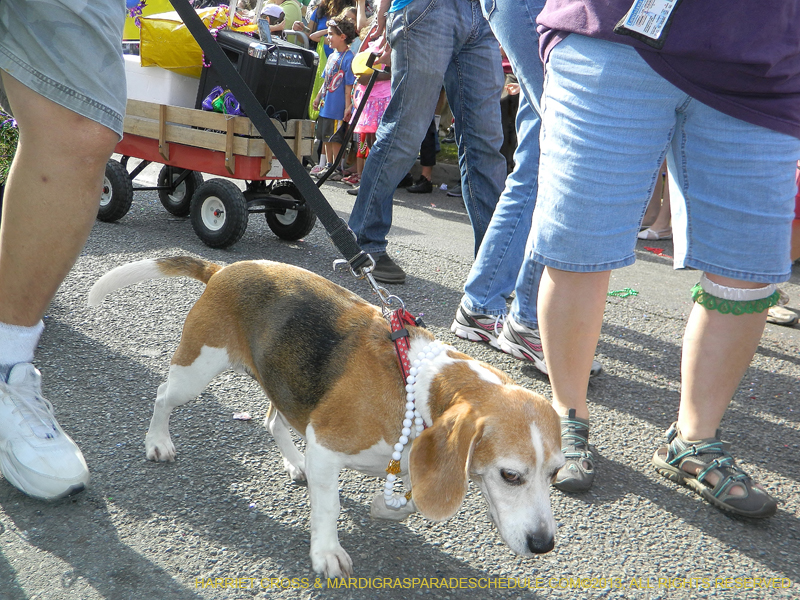 Mystic-Krewe-of-Barkus-HC-2013-1086