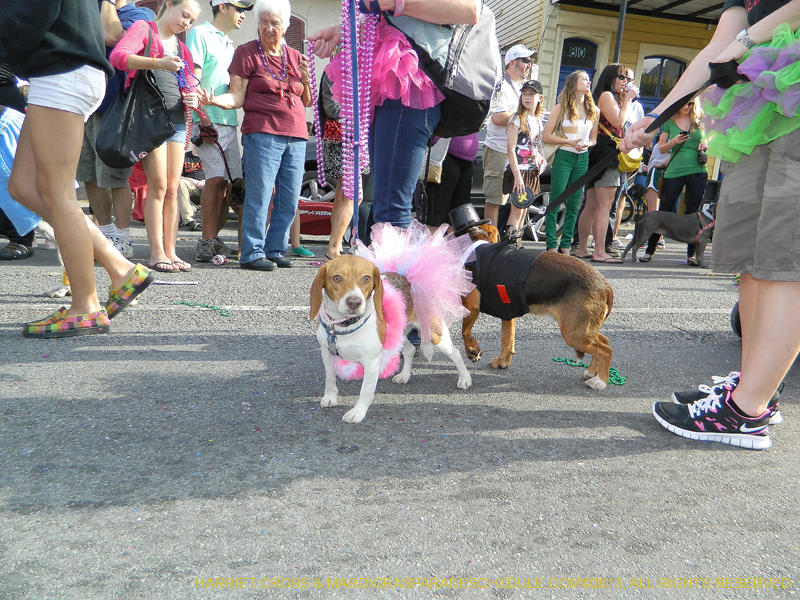 Mystic-Krewe-of-Barkus-HC-2013-1104