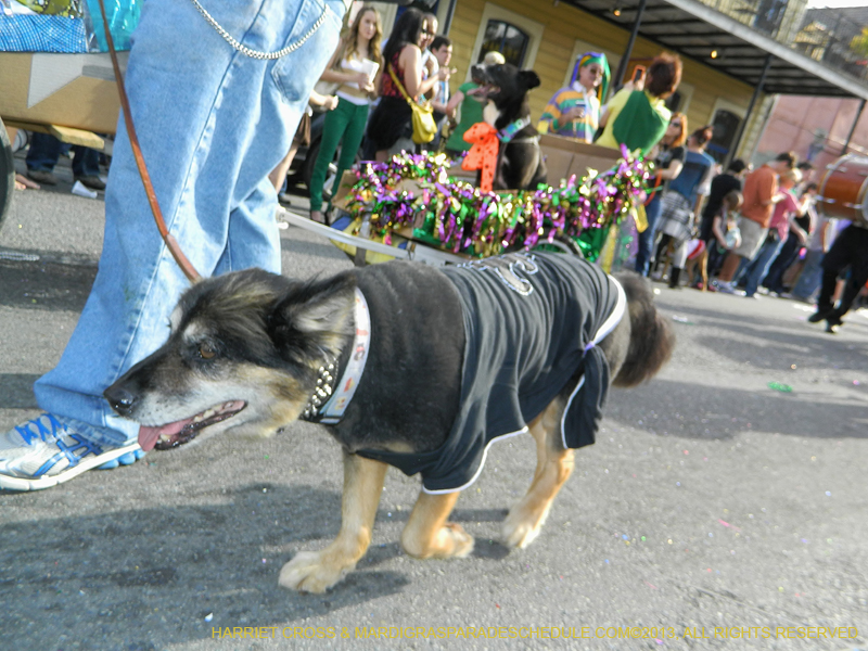 Mystic-Krewe-of-Barkus-HC-2013-1106