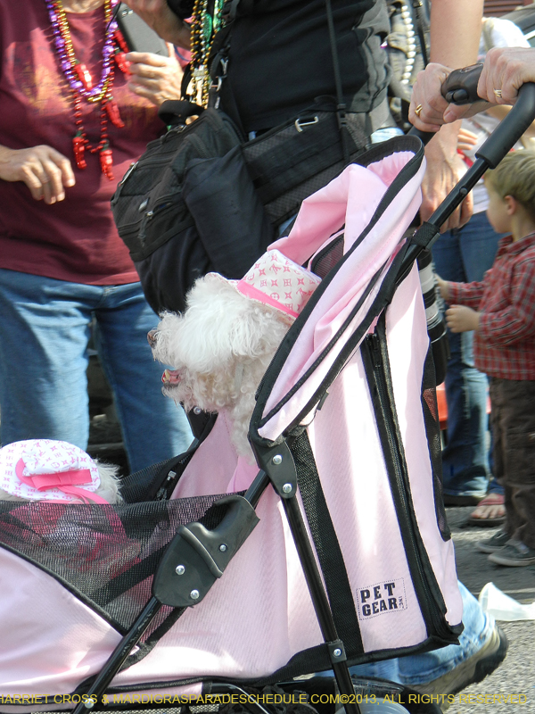 Mystic-Krewe-of-Barkus-HC-2013-1109