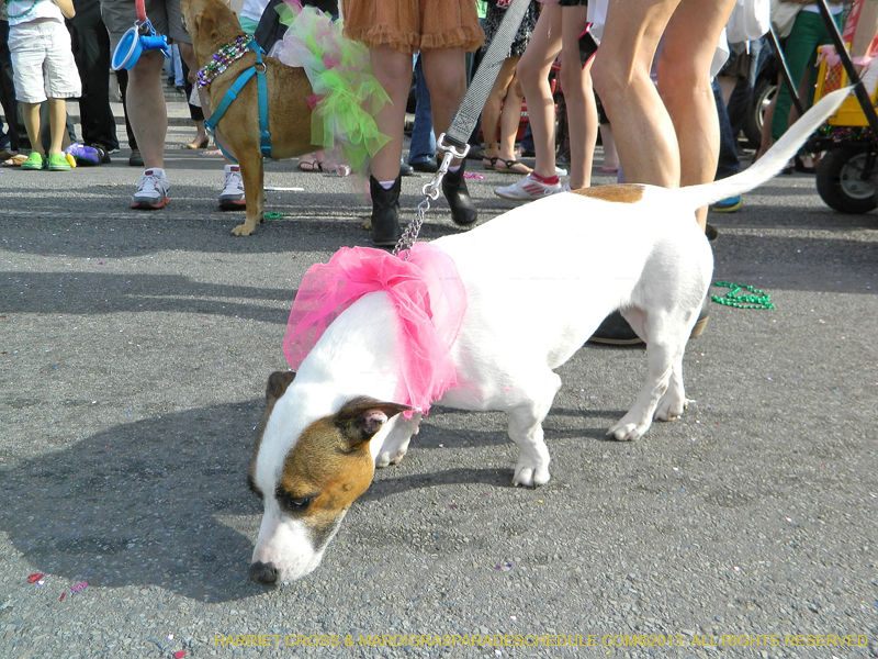 Mystic-Krewe-of-Barkus-HC-2013-1110