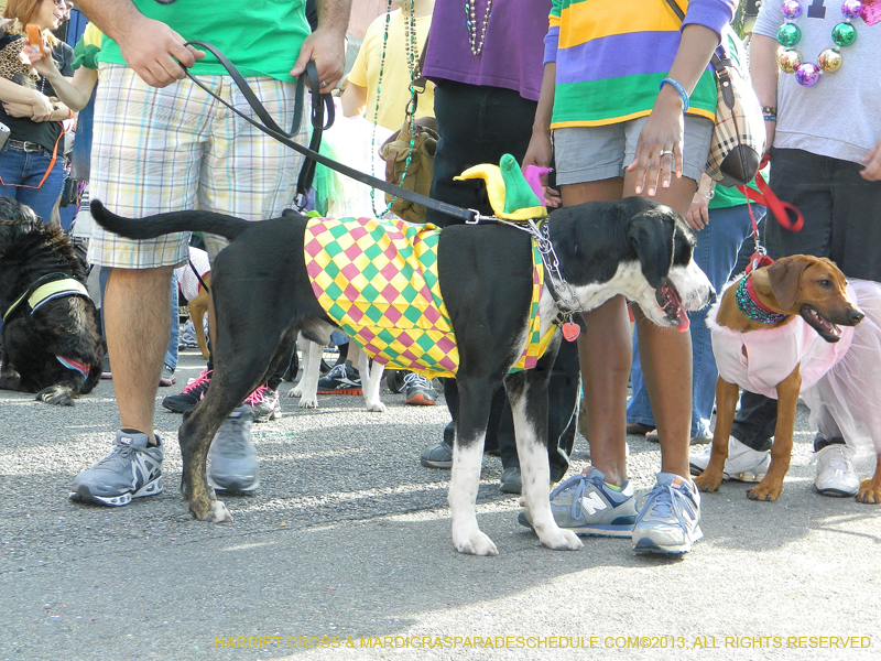 Mystic-Krewe-of-Barkus-HC-2013-1111