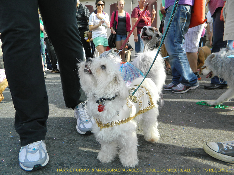 Mystic-Krewe-of-Barkus-HC-2013-1114
