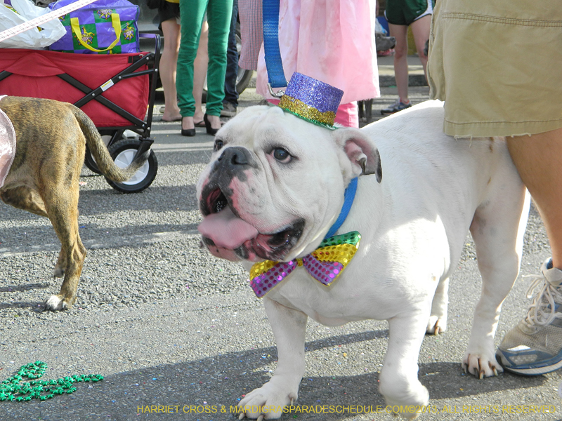 Mystic-Krewe-of-Barkus-HC-2013-1118