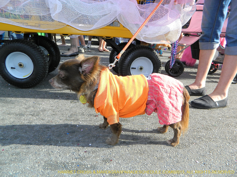 Mystic-Krewe-of-Barkus-HC-2013-1127