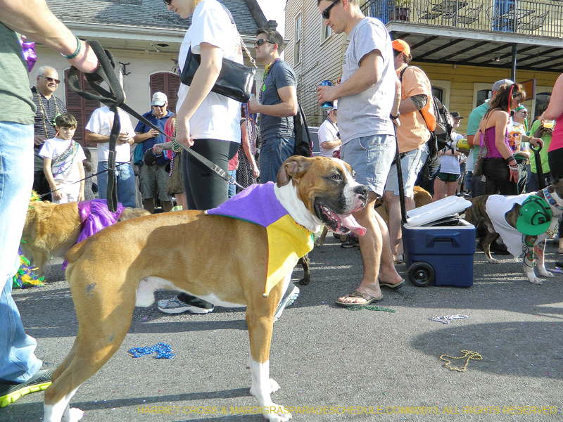 Mystic-Krewe-of-Barkus-HC-2013-1133