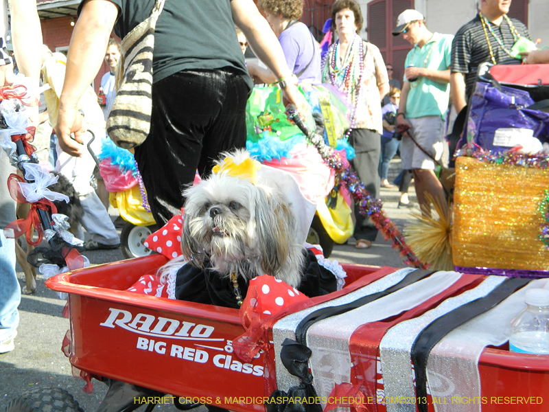 Mystic-Krewe-of-Barkus-HC-2013-1140