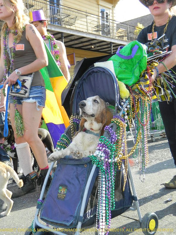 Mystic-Krewe-of-Barkus-HC-2013-1142