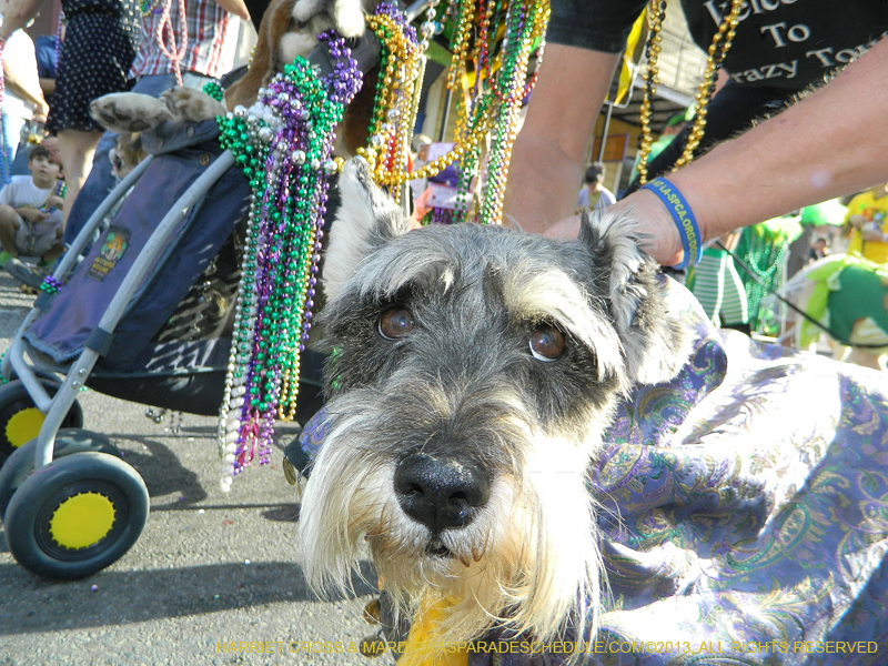 Mystic-Krewe-of-Barkus-HC-2013-1143