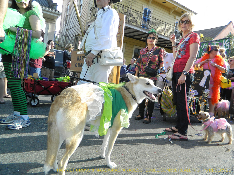 Mystic-Krewe-of-Barkus-HC-2013-1146