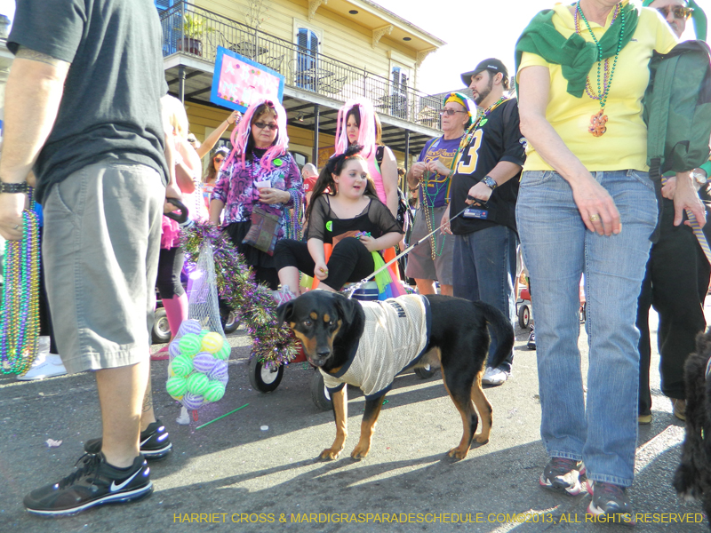Mystic-Krewe-of-Barkus-HC-2013-1153