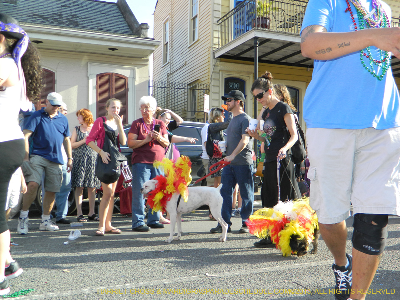 Mystic-Krewe-of-Barkus-HC-2013-1154
