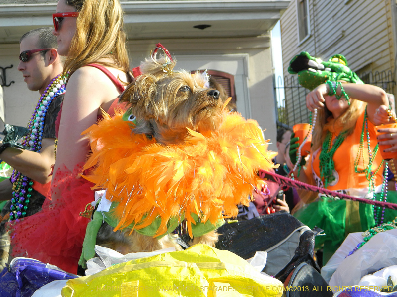 Mystic-Krewe-of-Barkus-HC-2013-1157