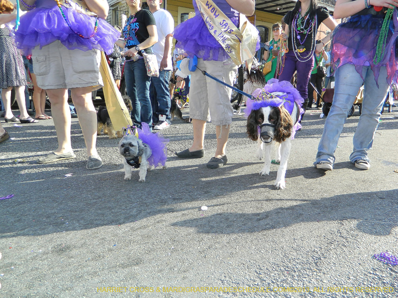 Mystic-Krewe-of-Barkus-HC-2013-1166