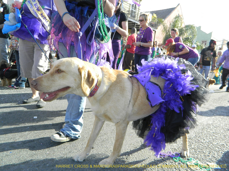 Mystic-Krewe-of-Barkus-HC-2013-1167
