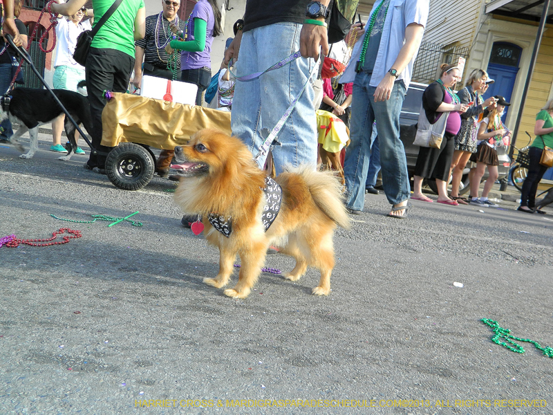 Mystic-Krewe-of-Barkus-HC-2013-1170