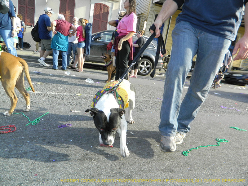 Mystic-Krewe-of-Barkus-HC-2013-1179