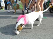 Mystic-Krewe-of-Barkus-HC-2013-1110