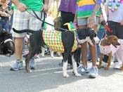 Mystic-Krewe-of-Barkus-HC-2013-1111