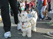 Mystic-Krewe-of-Barkus-HC-2013-1114