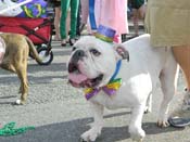 Mystic-Krewe-of-Barkus-HC-2013-1118