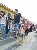 Mystic-Krewe-of-Barkus-HC-2013-1123