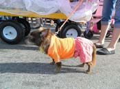 Mystic-Krewe-of-Barkus-HC-2013-1127