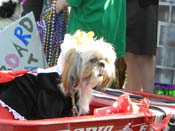 Mystic-Krewe-of-Barkus-HC-2013-1139