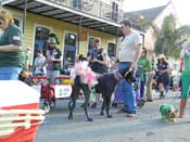 Mystic-Krewe-of-Barkus-HC-2013-1161