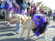 Mystic-Krewe-of-Barkus-HC-2013-1167