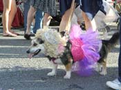 Mystic-Krewe-of-Barkus-HC-2013-1168
