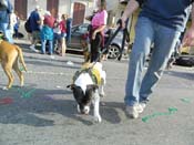 Mystic-Krewe-of-Barkus-HC-2013-1179