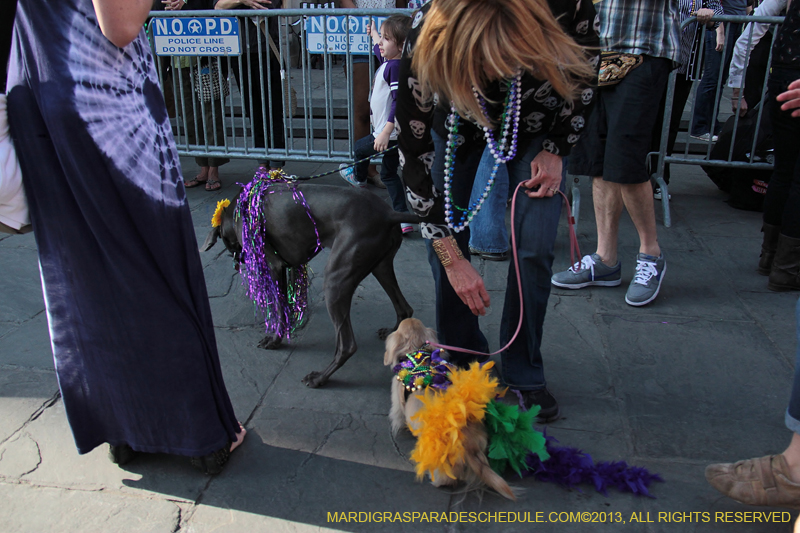Mystic-Krewe-of-Barkus-2013-1114
