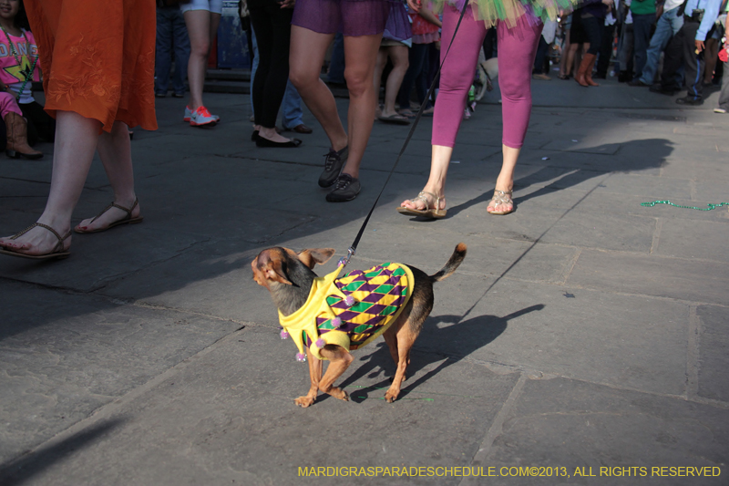 Mystic-Krewe-of-Barkus-2013-1124