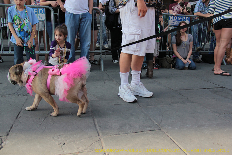 Mystic-Krewe-of-Barkus-2013-1127