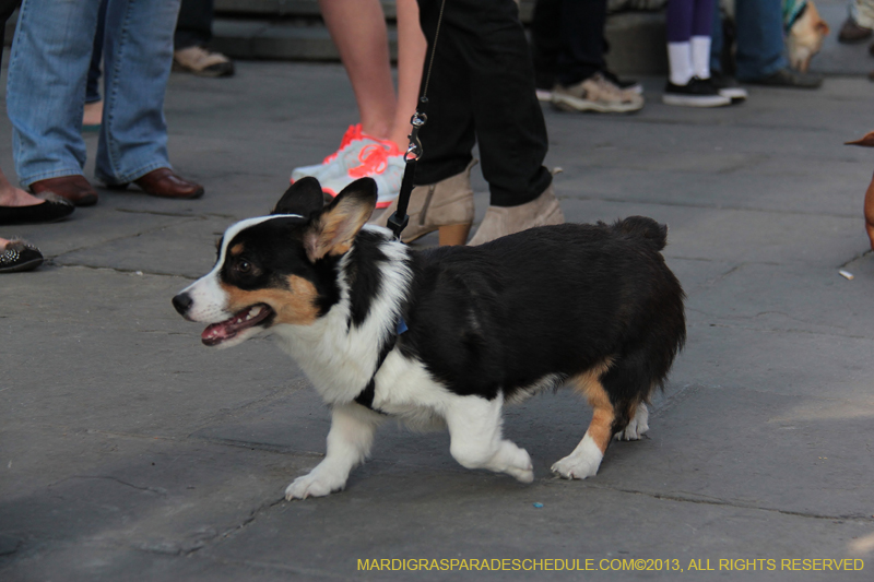 Mystic-Krewe-of-Barkus-2013-1135