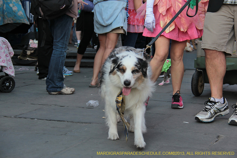 Mystic-Krewe-of-Barkus-2013-1175